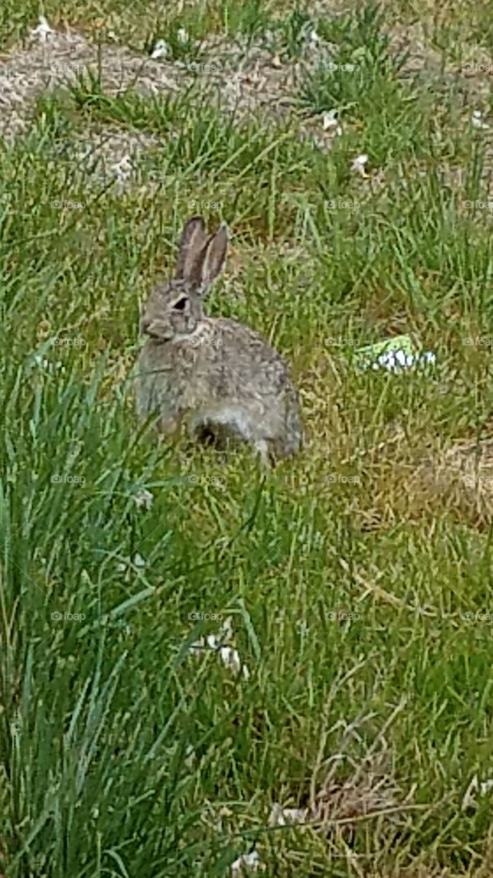 New Mexico Rabbit