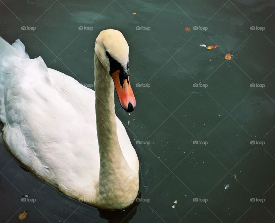 Swan with water droplet on its beak
