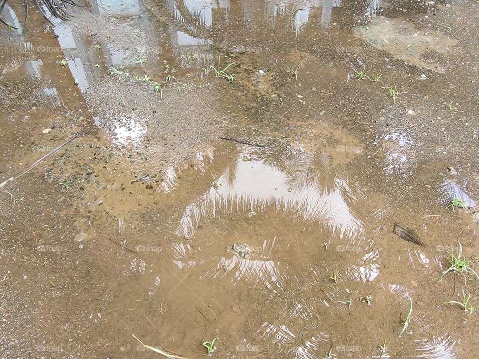 Beautiful Shadow
Flora in Rainwater
at Ground
🌧️💧🌧️💧🌧️💧
Amazing Nature
