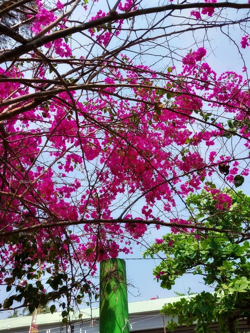 Those pink flowers on the tree outside are so pretty! It's like a splash of colour in nature. 🌸🌳