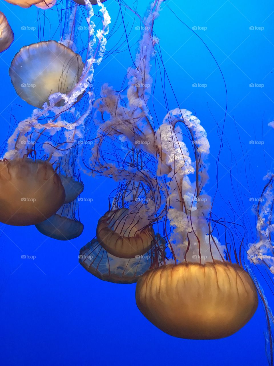 Monterey Bay Aquarium jelly fish 