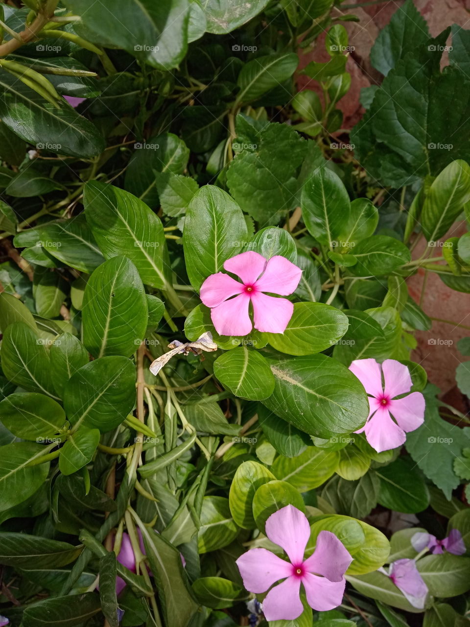 simple flowers