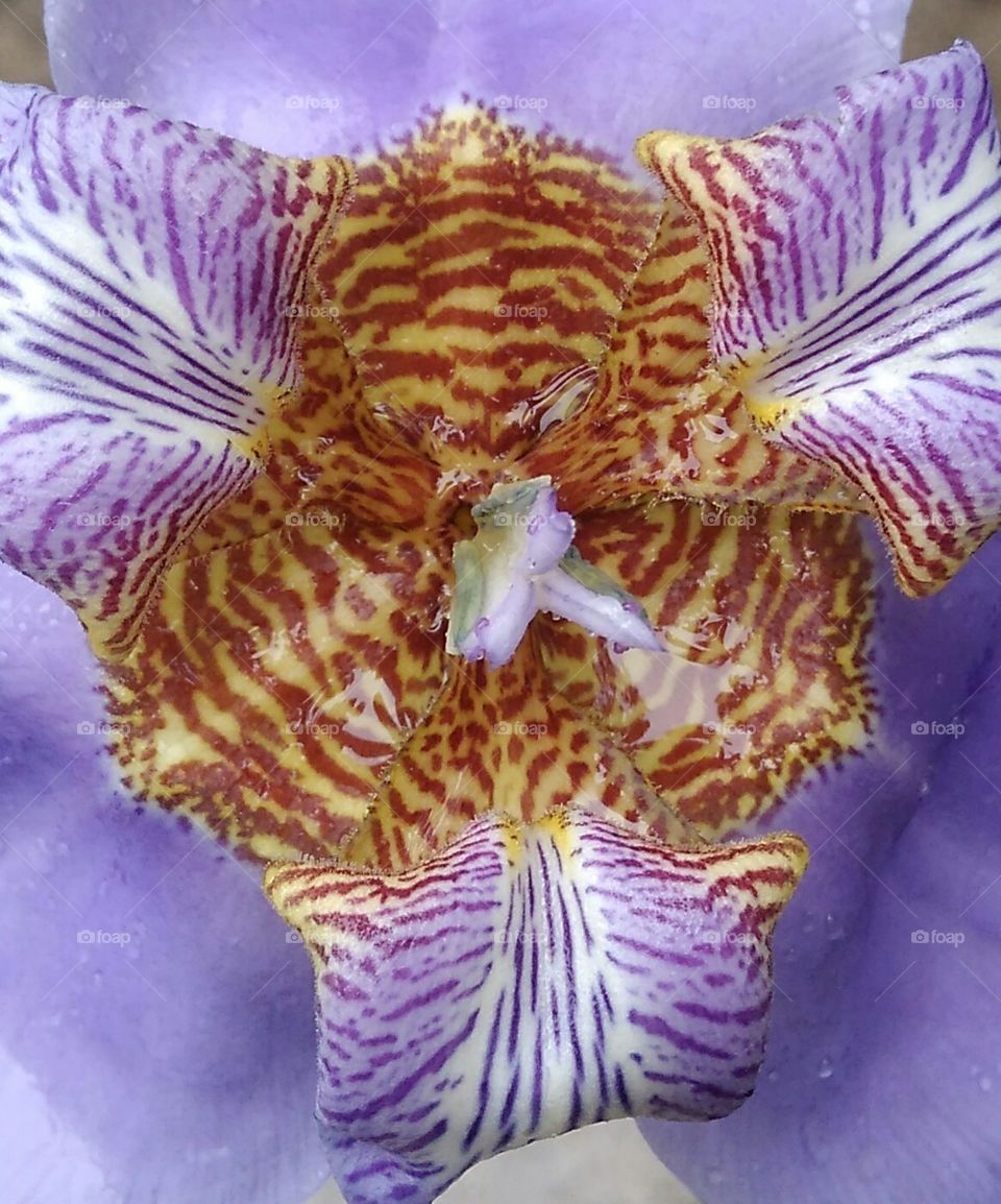 estampas da natureza