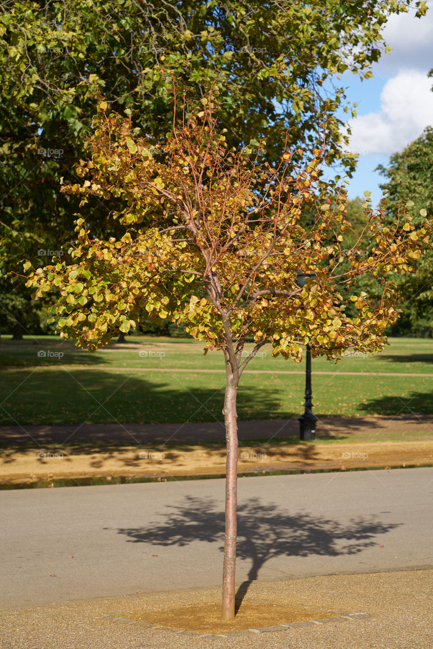 Autumn lights and shadows 