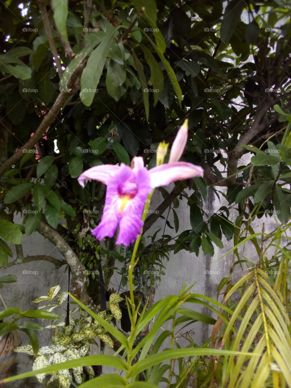 Orchid