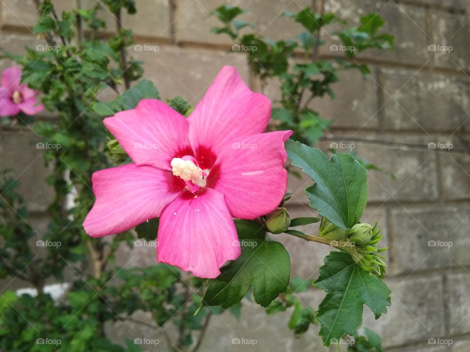 hibiscus in bloom