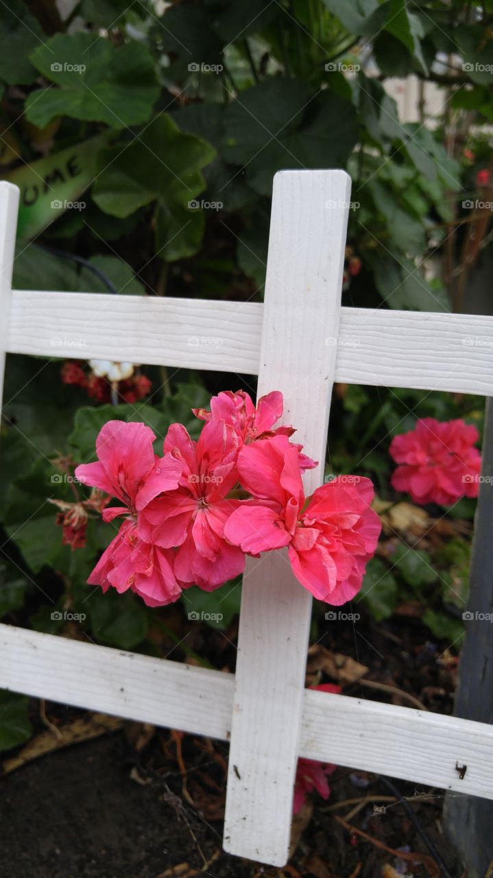 rose, red flower, picket fence