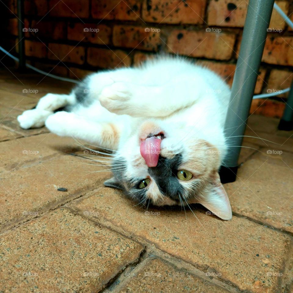 Cat sticking out tongue