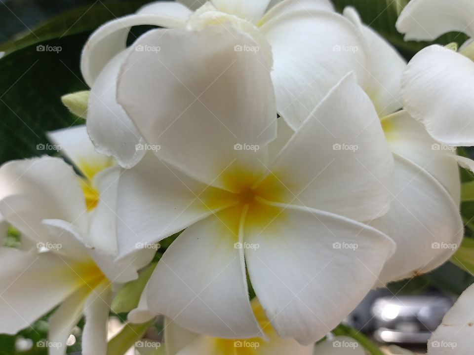 Beautiful Plumeria Flower