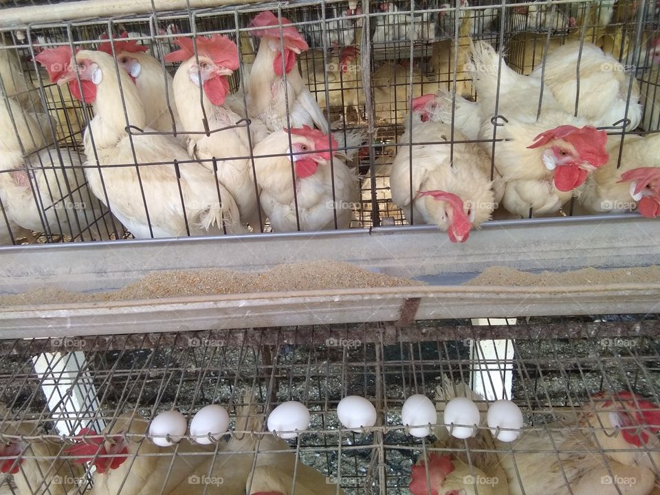 eggs production pic
