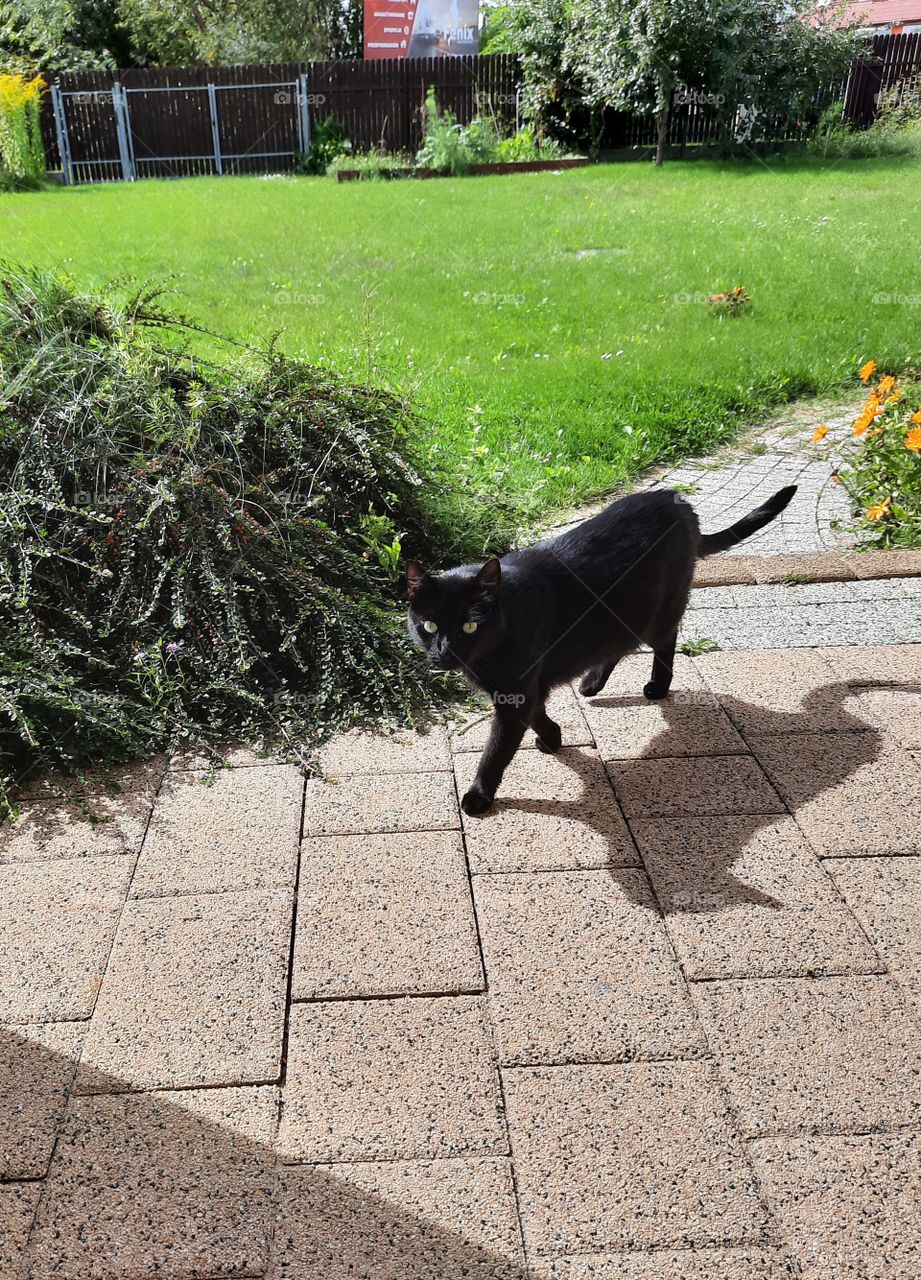 black cat and its shadow on the porch