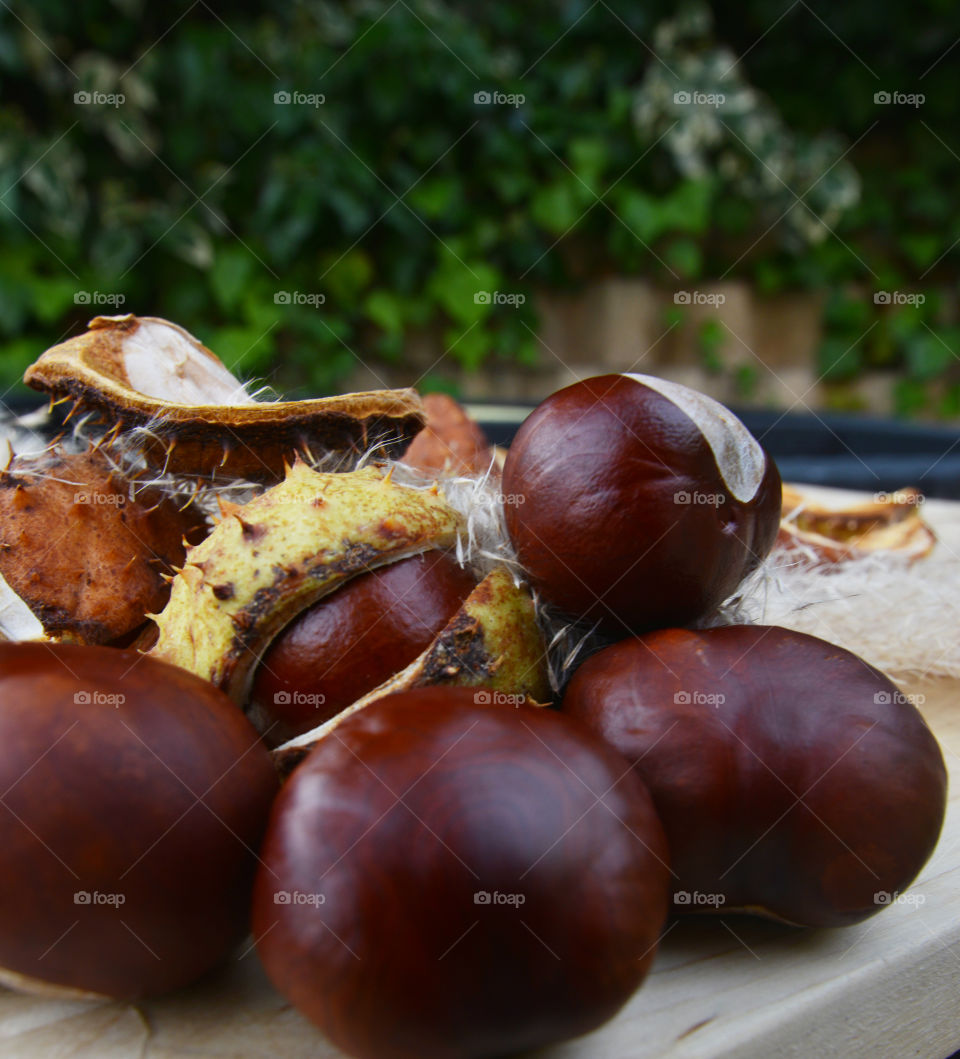 Burr of chesnuts. garden time