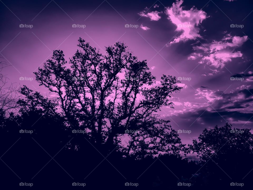 Nature silhouettes in purple hues.