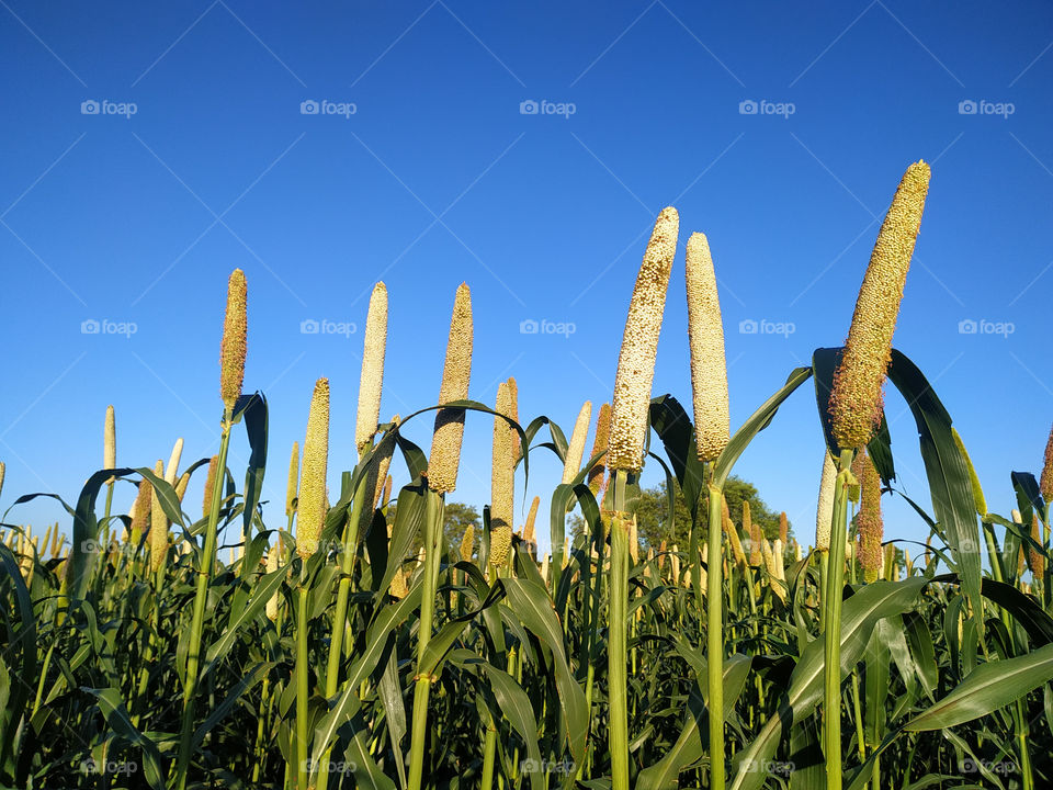 Pearl Millet Field in Rajasthan India. The Crop is Know as Bajra or Bajri Agriculture