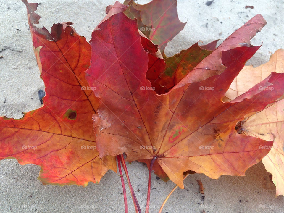 Orange leaves 