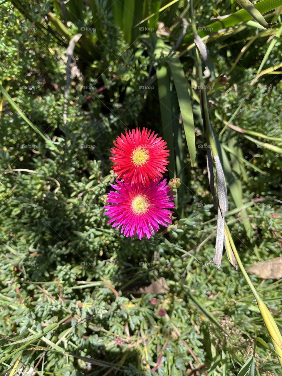 Colorfully flowers in the spring 
