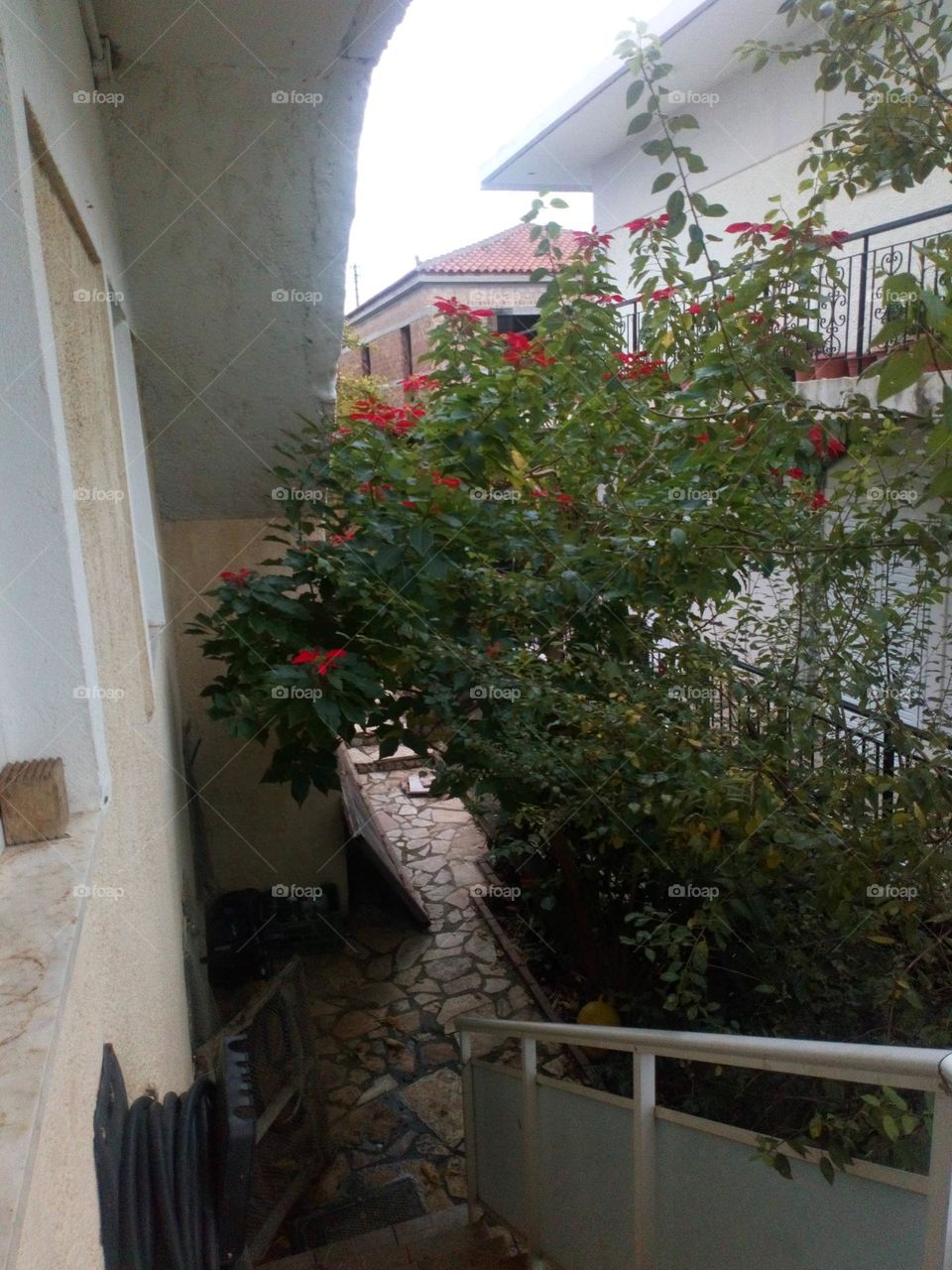 Little path full of green!