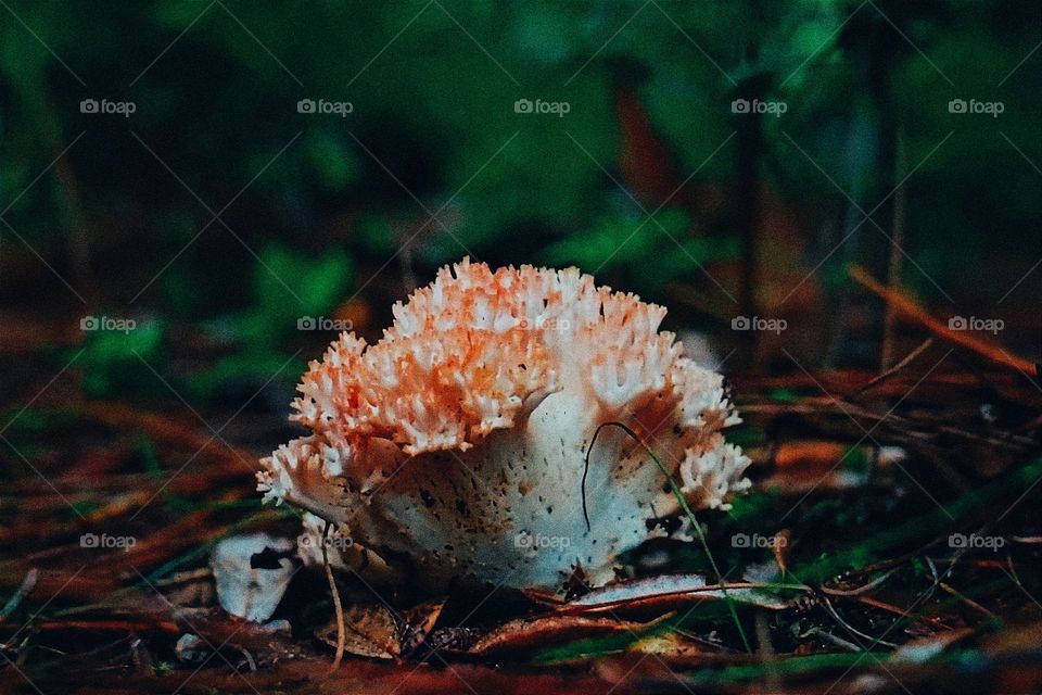 Fungi growing in the forest.