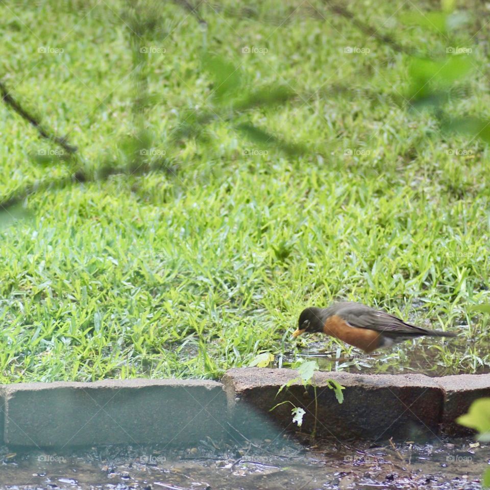 Bird looking for worms after the rain 🐛