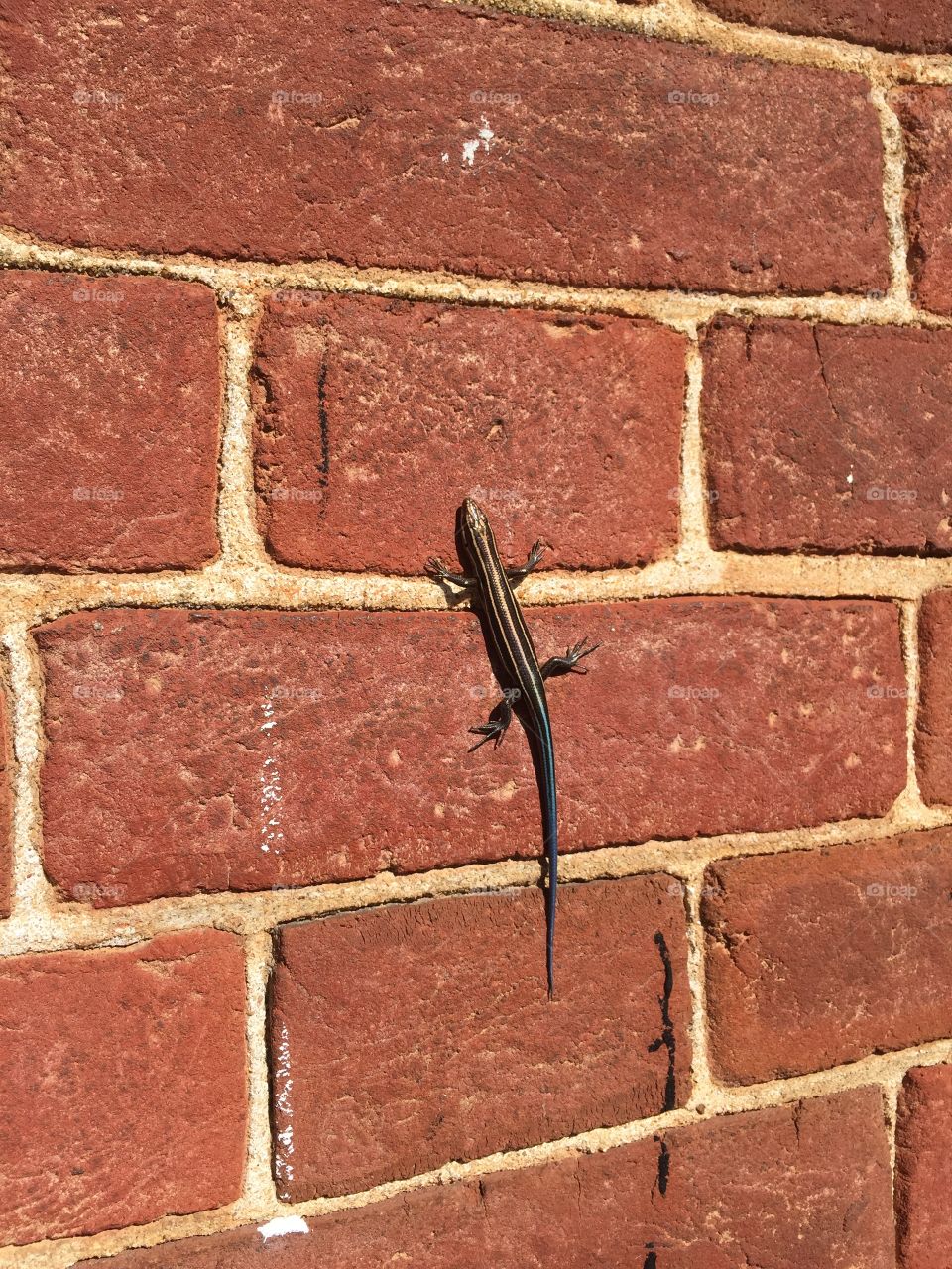 Skink or lizard in a brick wall  