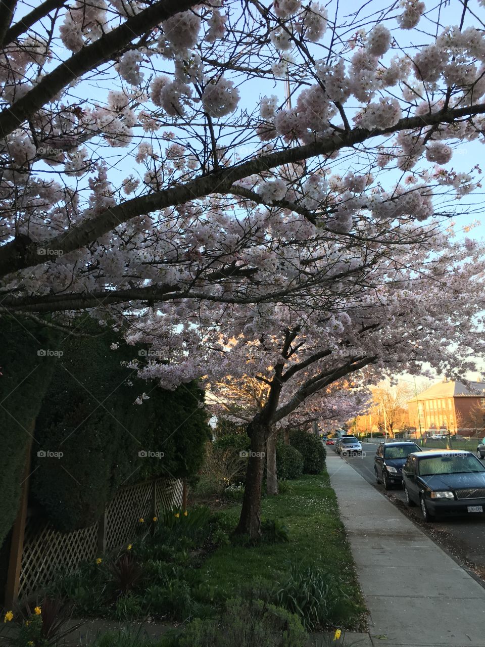 Cherry blossoms on the street