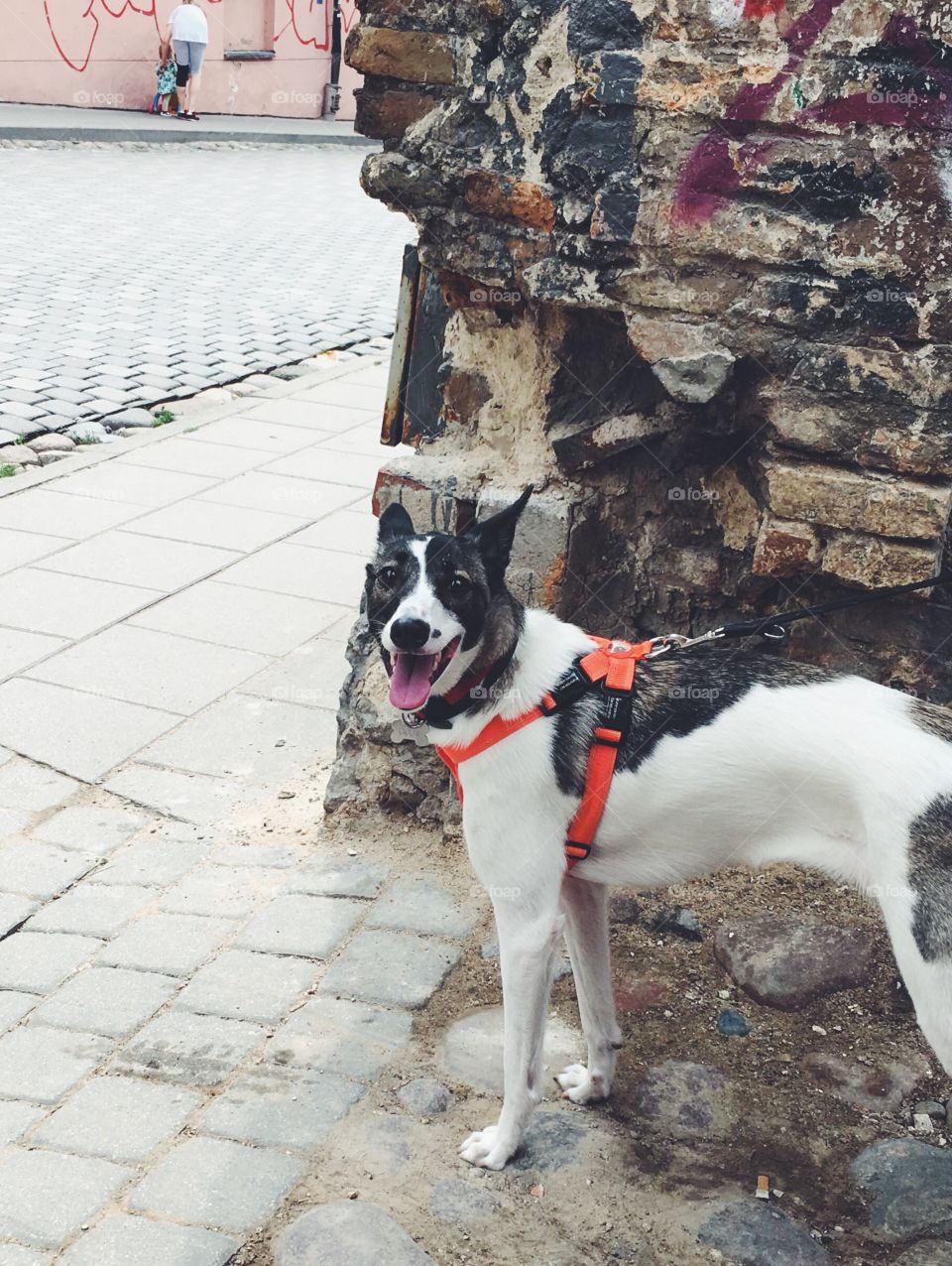 Dog, Mammal, Canine, Portrait, Outdoors