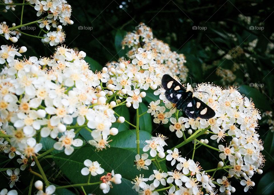 Eight Spotted Forester Butterfly on a blooming Red Tip Photinia