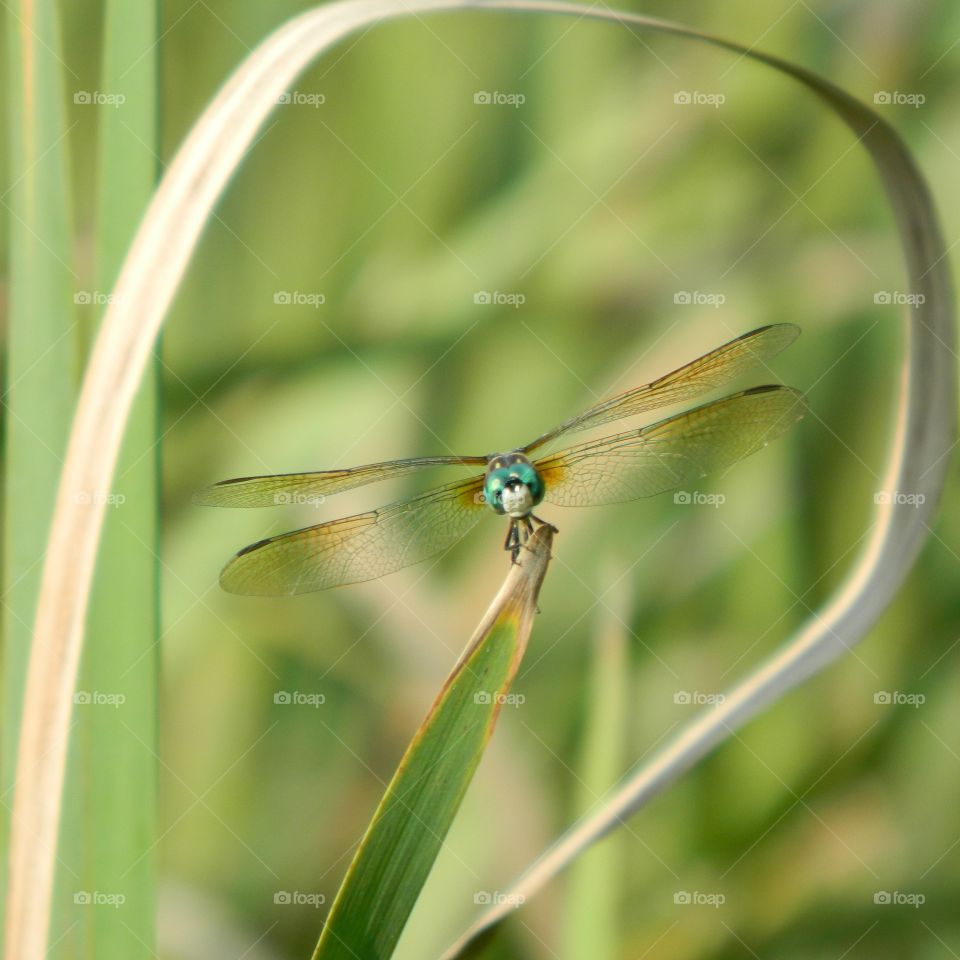 dragonfly