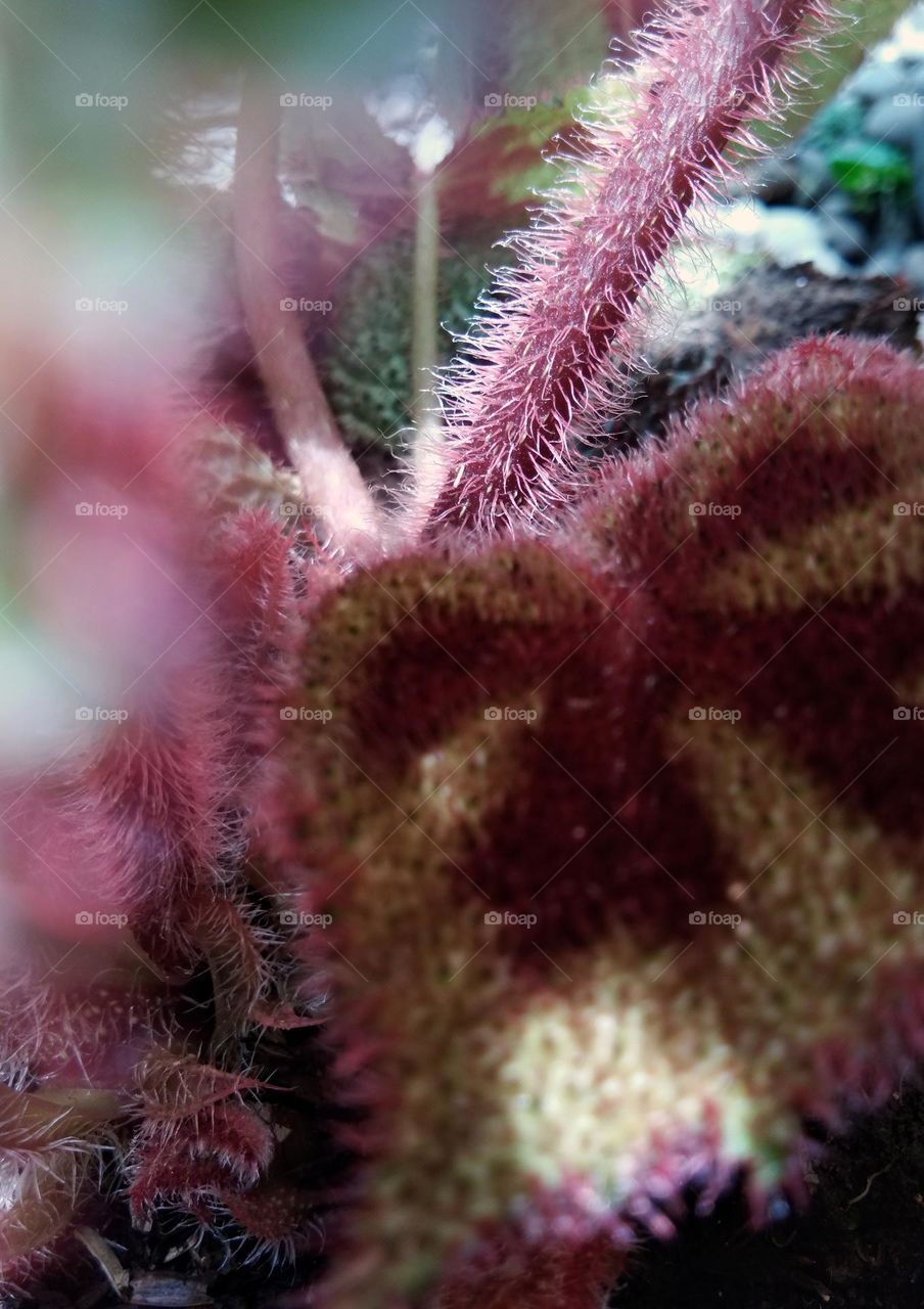 soft hairy stalk of tropical tree.  houseplants