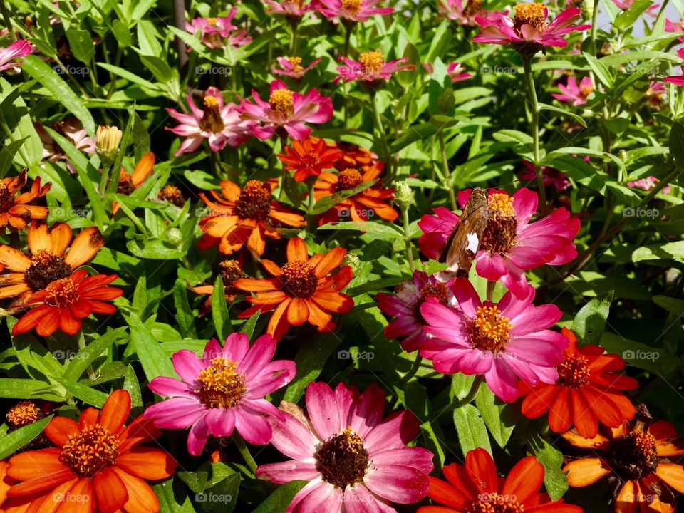 Butterfly on a flower
