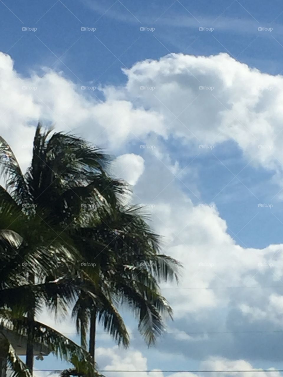 Coconut palm Trees 