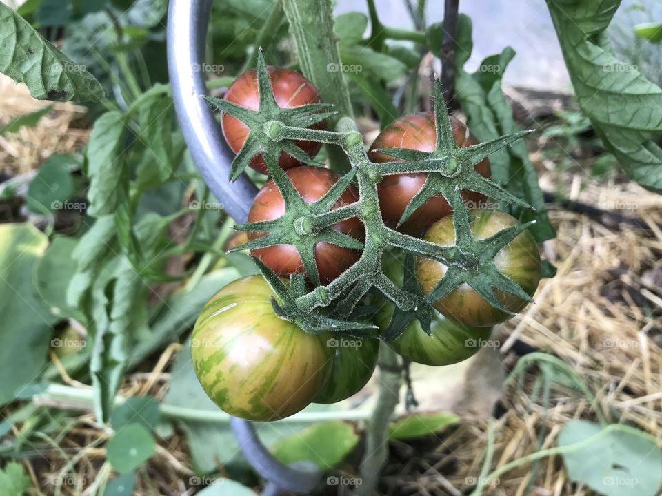 Stripy tomato bunch