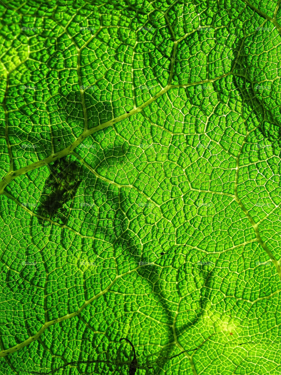 Leaf macro