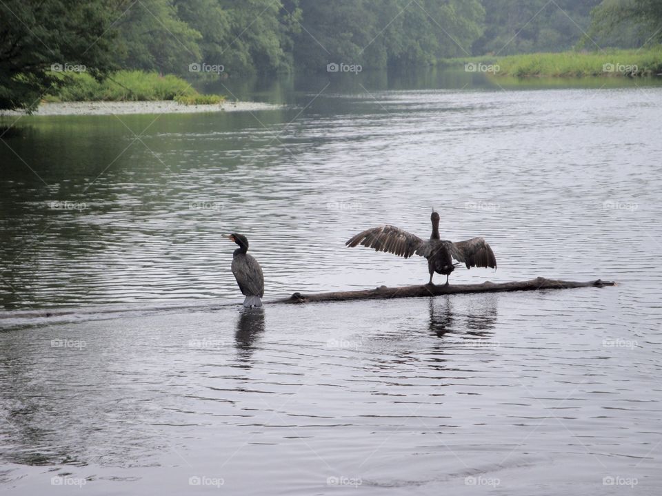 Birds flapping their wings
