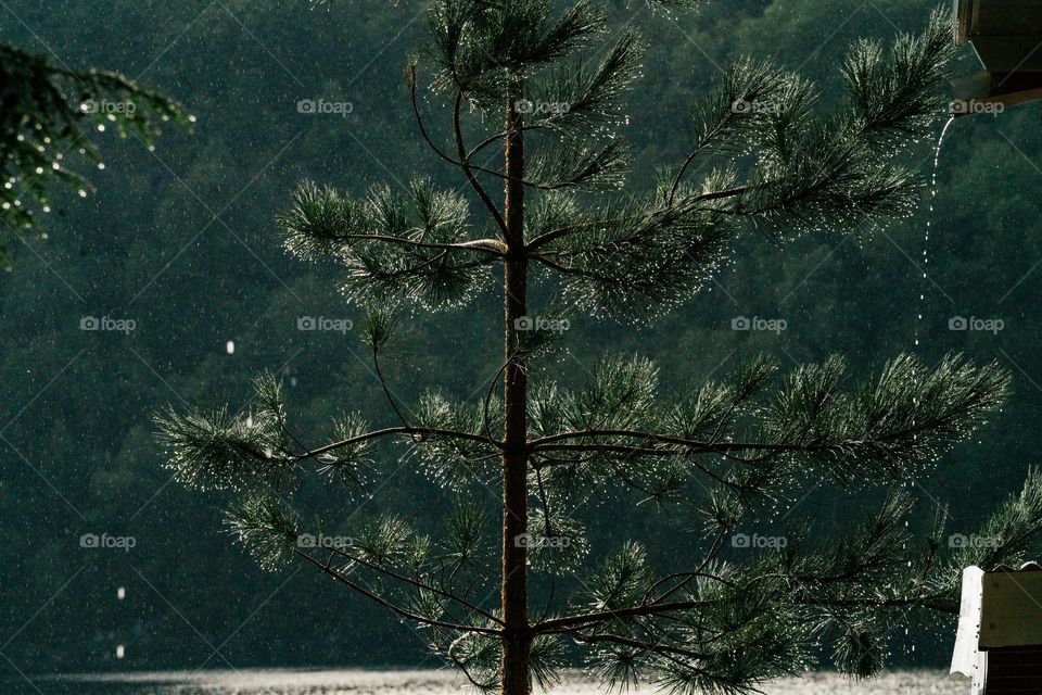 pine tree