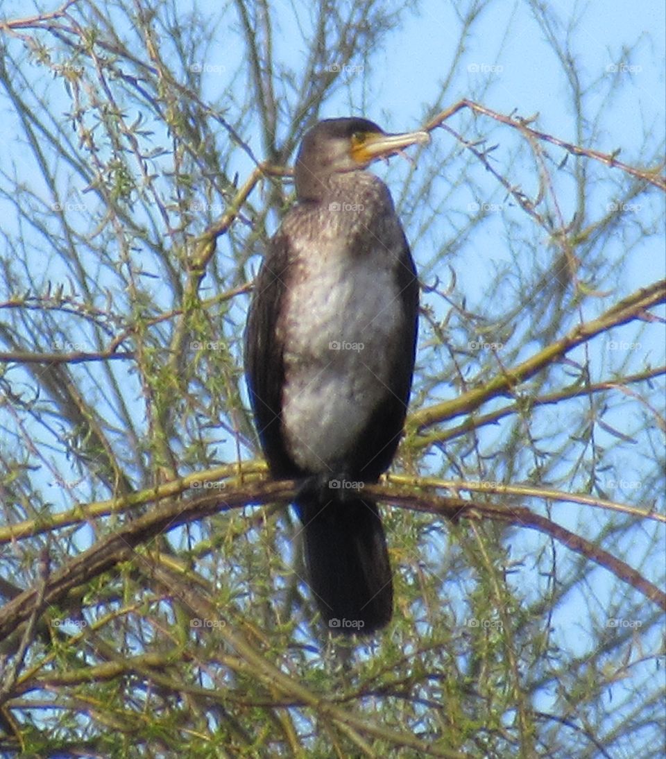 Reed cormorant