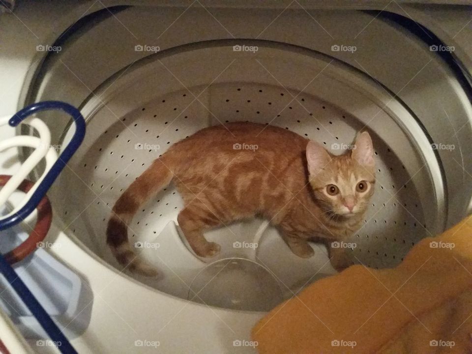 washercat