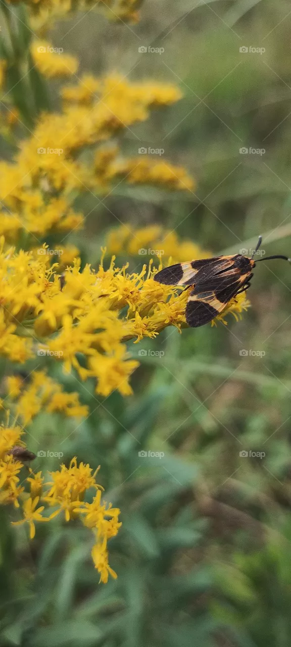 golden rod
