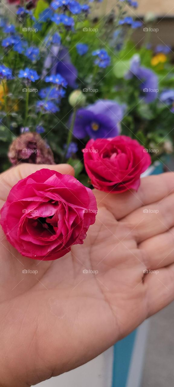 Hand&Flowers