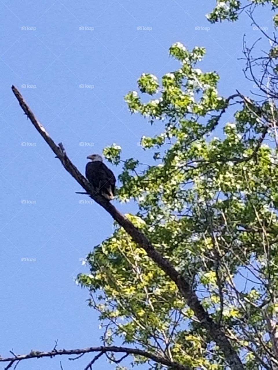 Georgia eagle