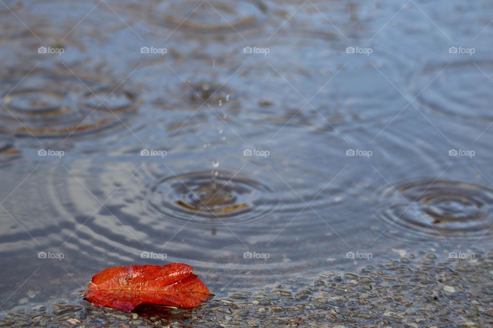 Red fall leaf next to rain puddle and rain drops