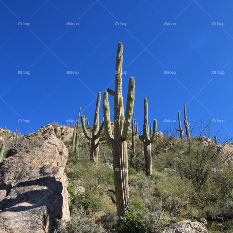 cacti army