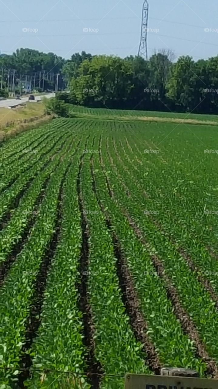 young corn crop