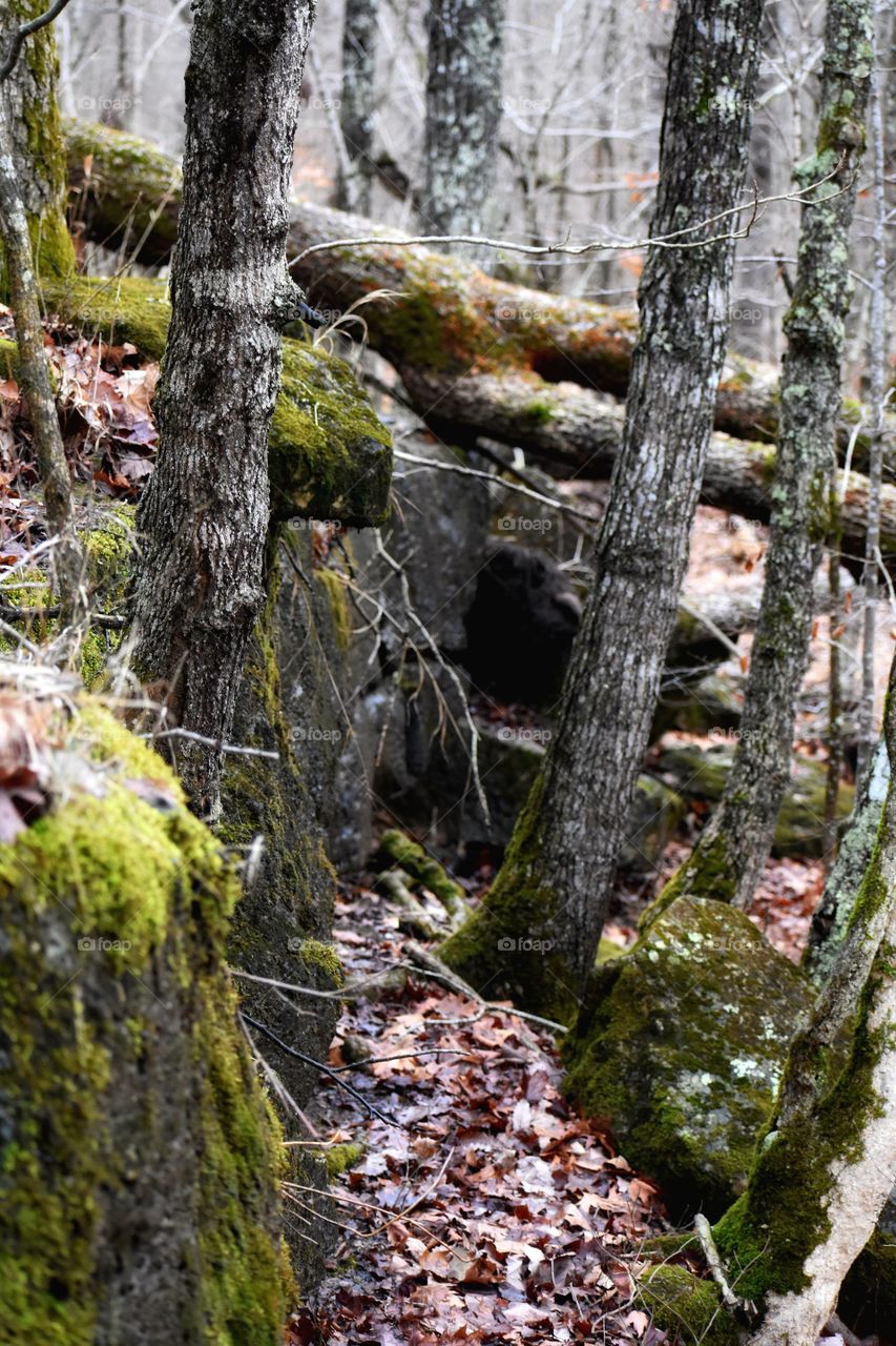 Scenic view in woods