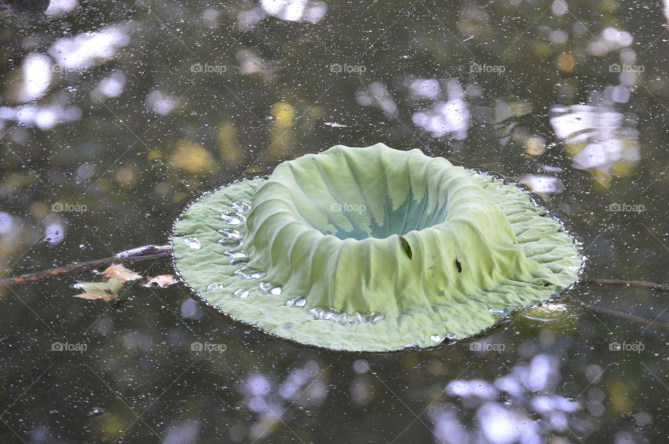 lily pad, a volcano shape Lily pad in a duck pond.