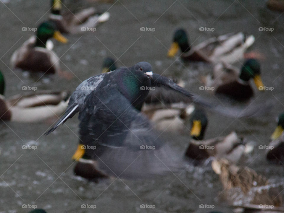Pigeon look at the camera