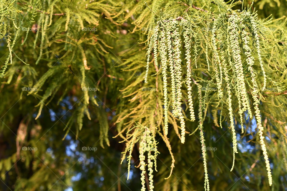 Don’t you just love Cypress Trees? They have such beautiful feathery leaves 