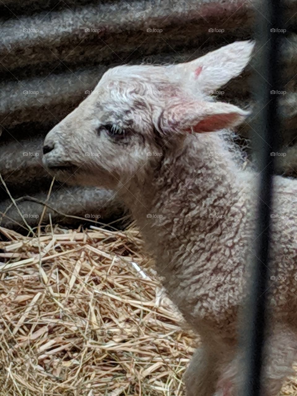 Peaceful lamb on farm