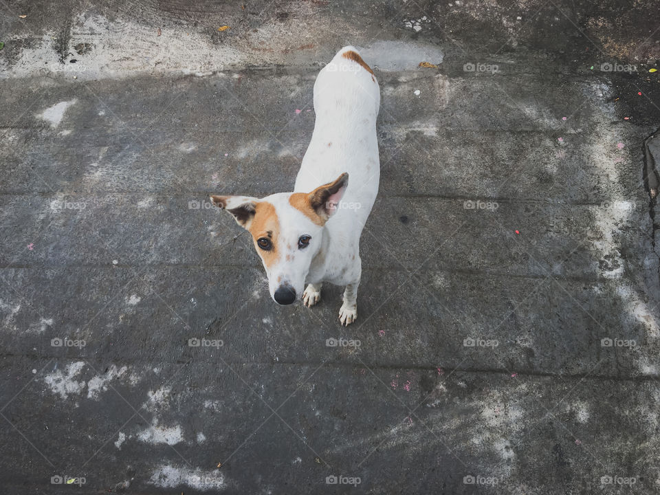 Indian street dog