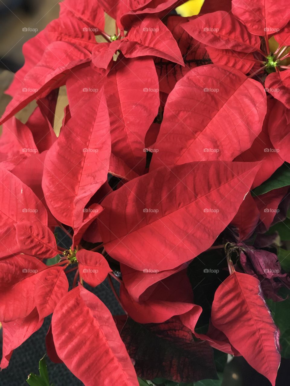 Poinsettia 